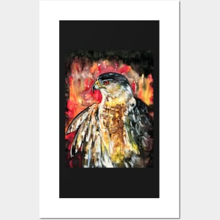 Cooper's Hawk Intensity Raptor Posters and Art